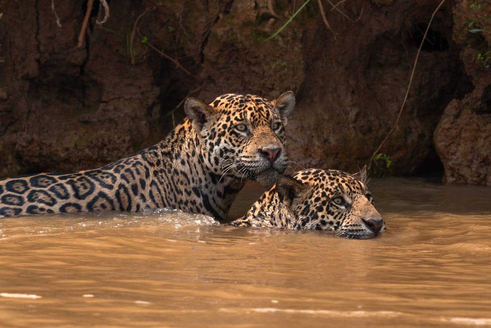 Duas onças-pintadas nadando lado a lado em um rio do Pantanal